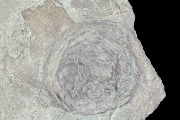 Edrioasteroid (Isorophus) On Brachiopod - Fairfield, Ohio #68874